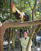 神鳥・長鳴き鳥と大下先生