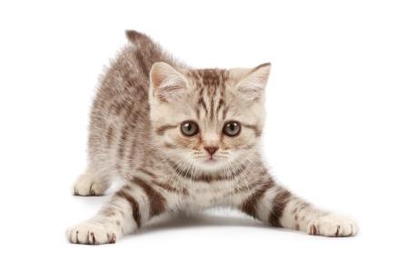 子猫 子猫